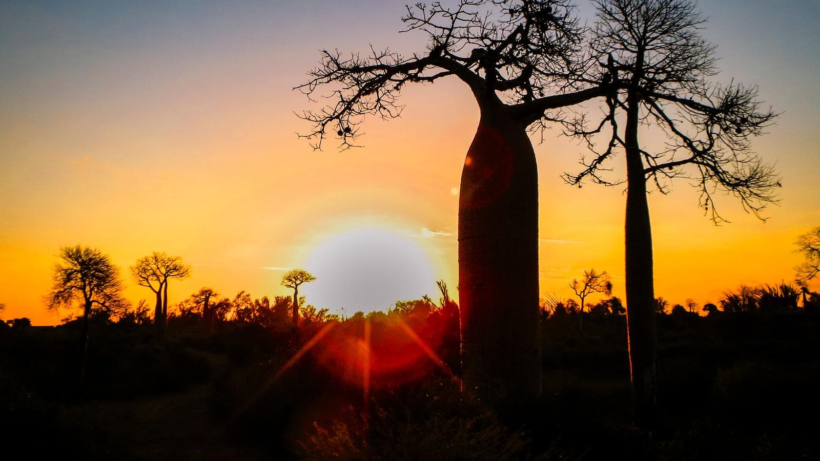 Banner image of Madagascar - Baobab & Tsingy Explorer