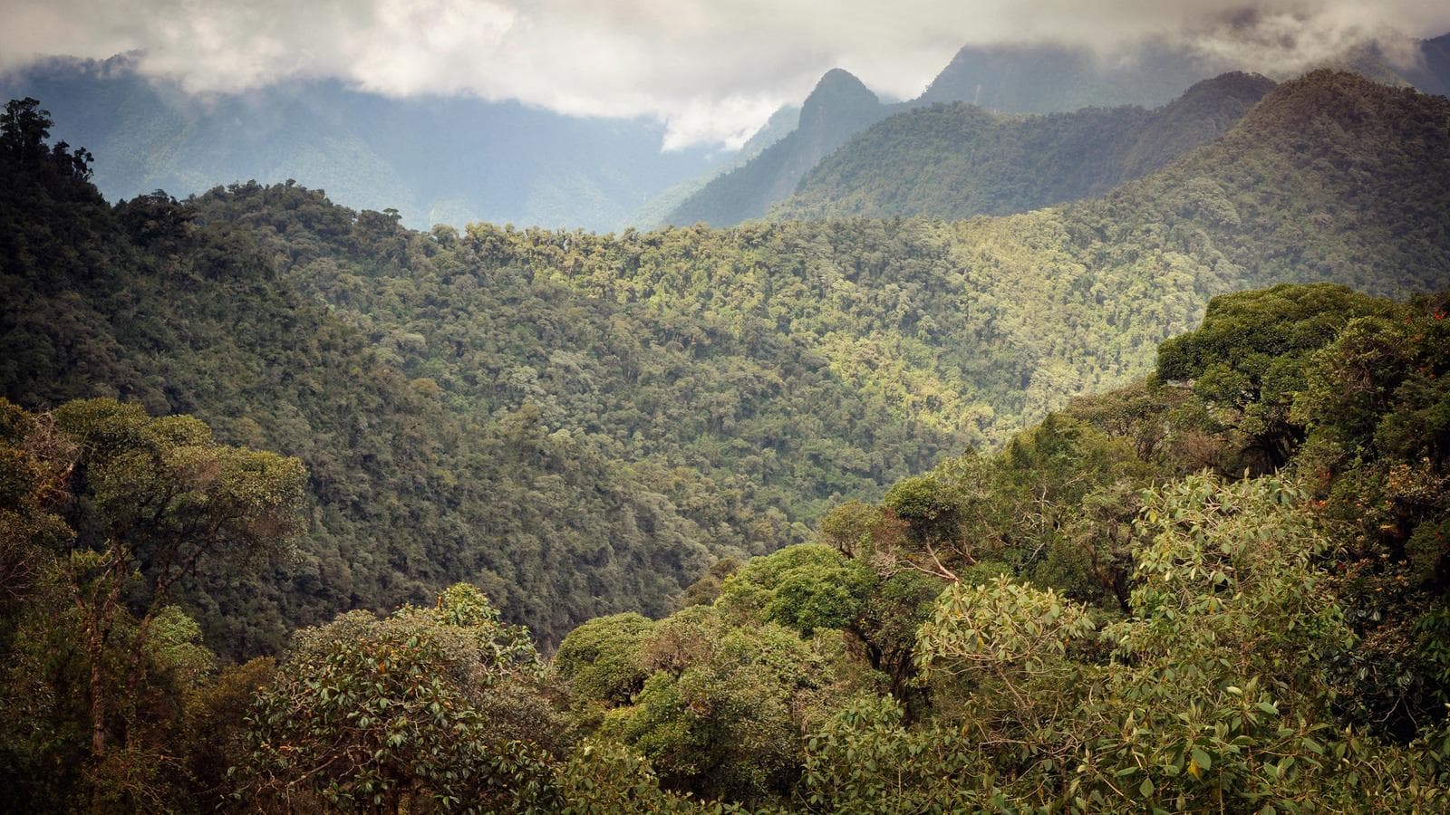Banner image of Cloud Forest Independent Adventure