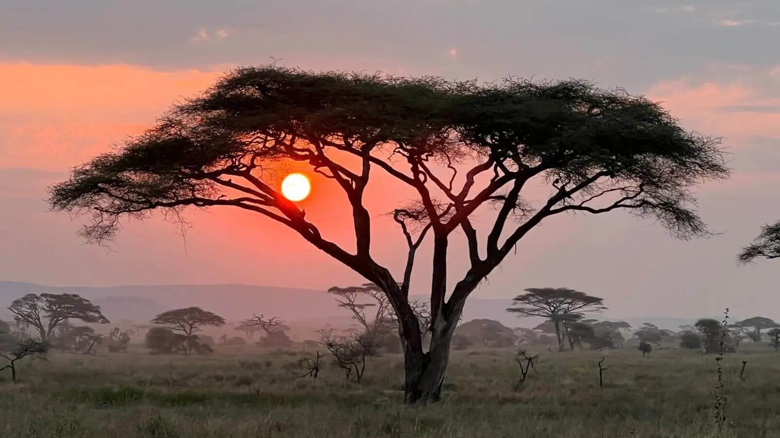 Banner image of Maasai Mara Safari: Legendary Wildlife & Cultural Safari