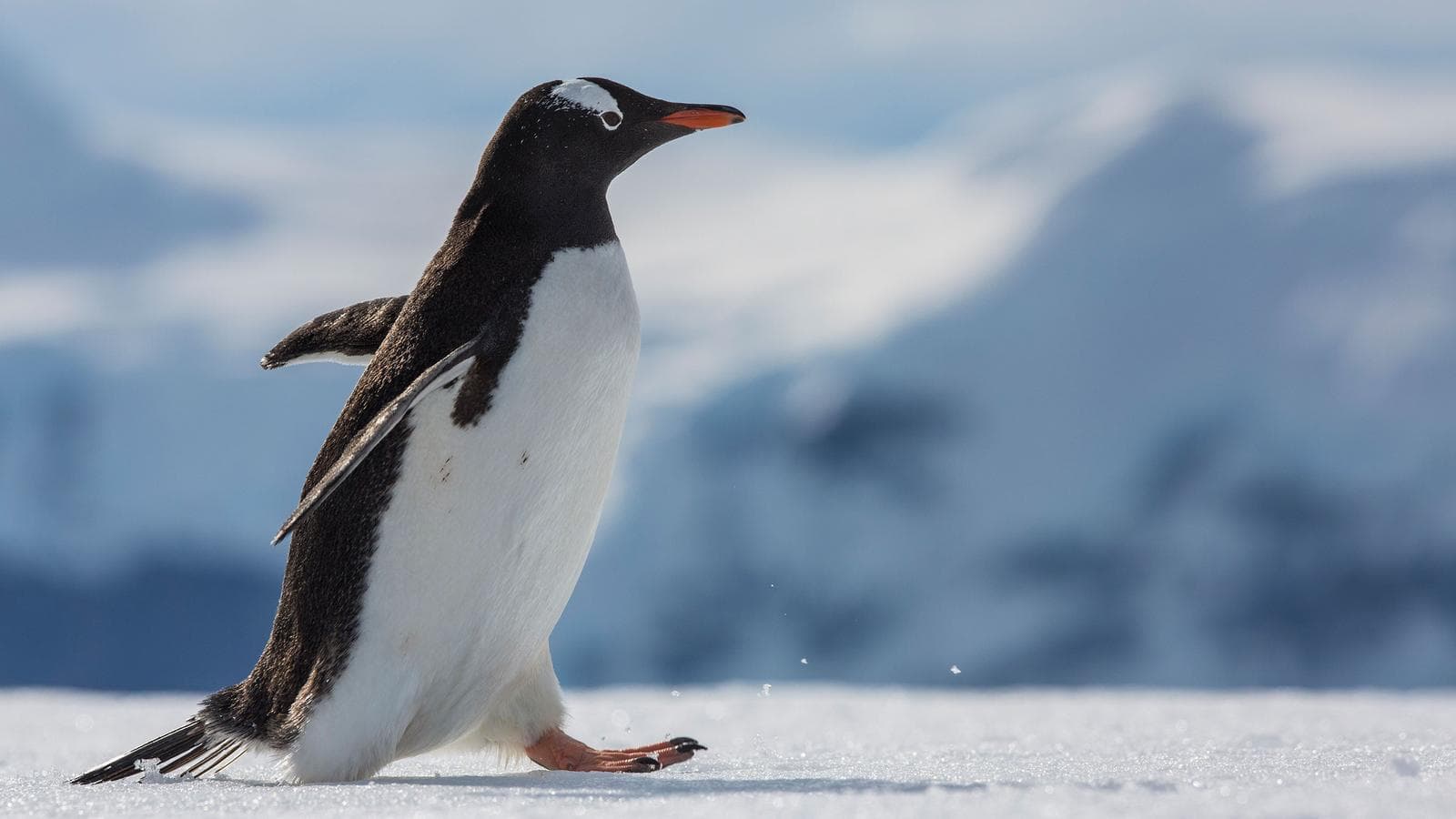 Banner image of Falklands, South Georgia & Antarctica