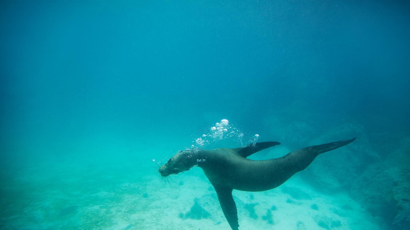 Banner image of Galápagos Land & Sea — Central & South Islands aboard the Yolita