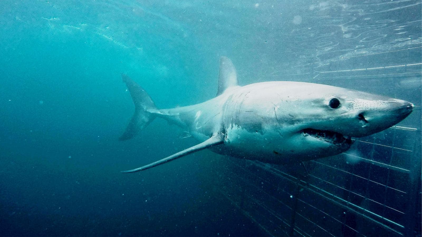 Banner image of Cape Town Day Tour: Shark Cage Diving (full day)