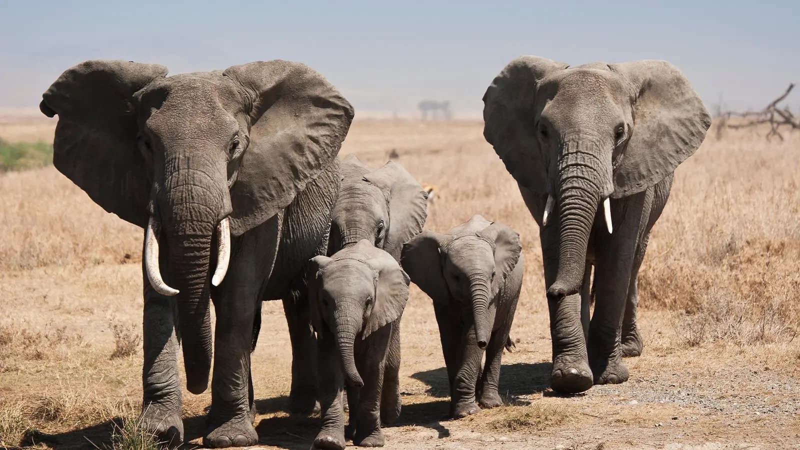Banner image of Tanzania: Kilimanjaro, the Serengeti & Zanzibar