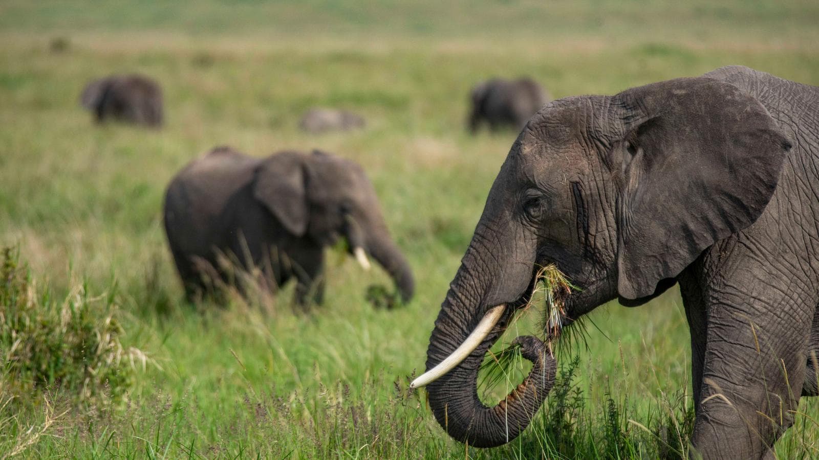 Banner image of Kenya to Uganda Overland Safari with Participation Camping
