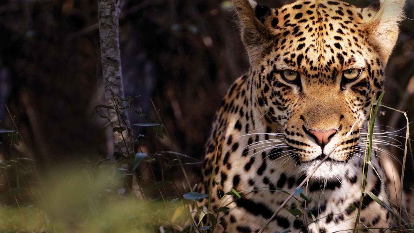 Banner image of Kruger Camping Safari