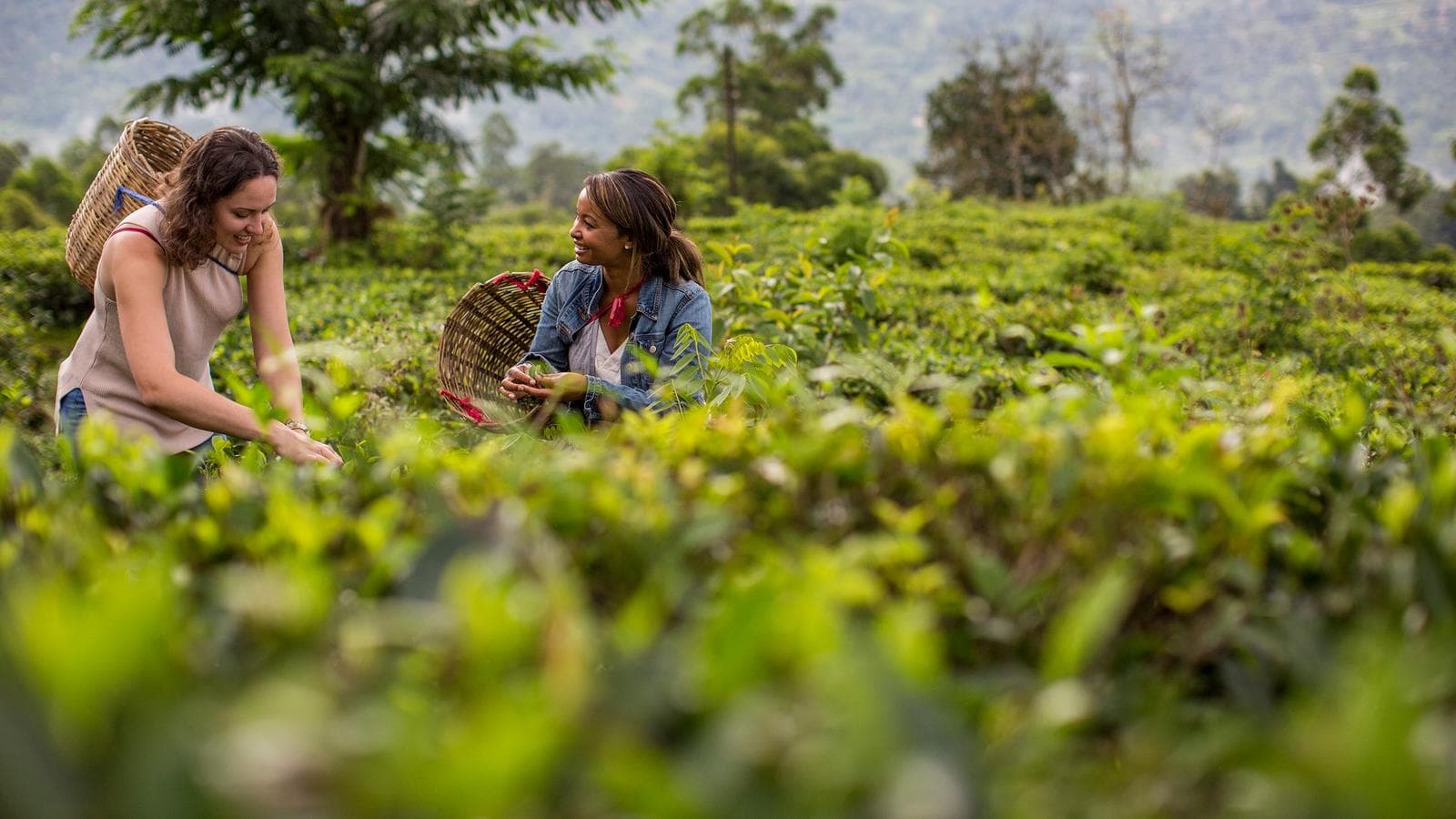 Banner image of India to Sri Lanka: The Pink City & Spice Gardens