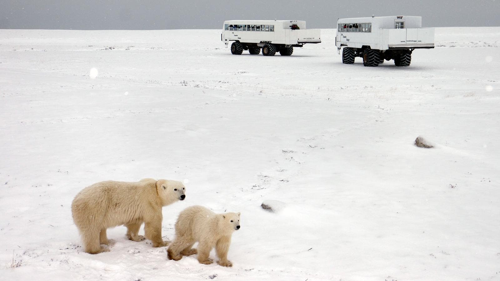 Banner image of Churchill Polar Bears