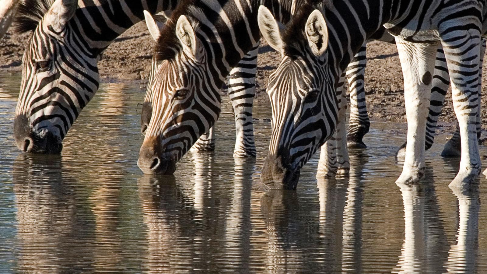 Banner image of Highlights of South Africa, Zambia & Botswana