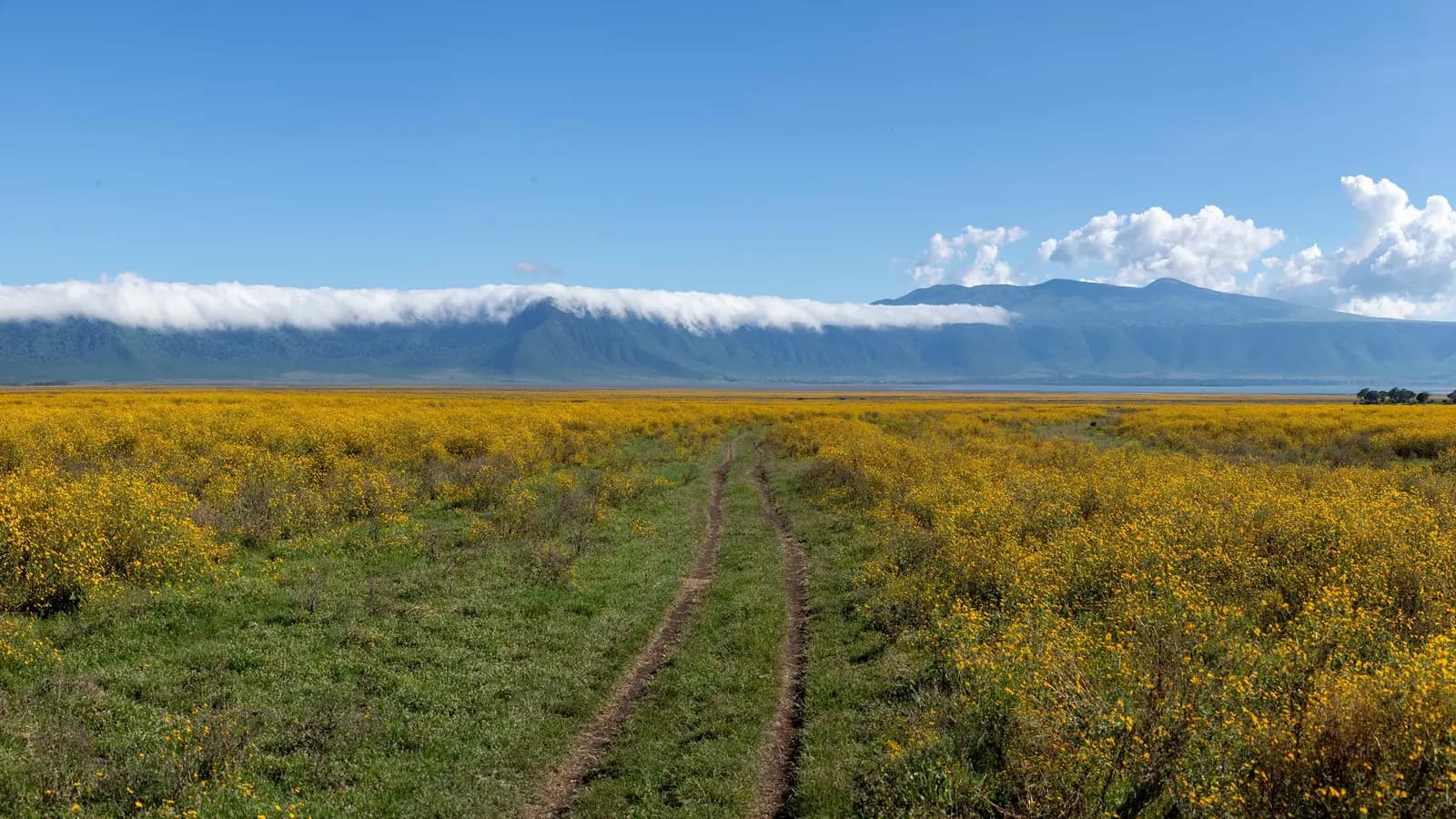 Banner image of East Africa: Safari Drives, Maasai Culture & the Great Migration