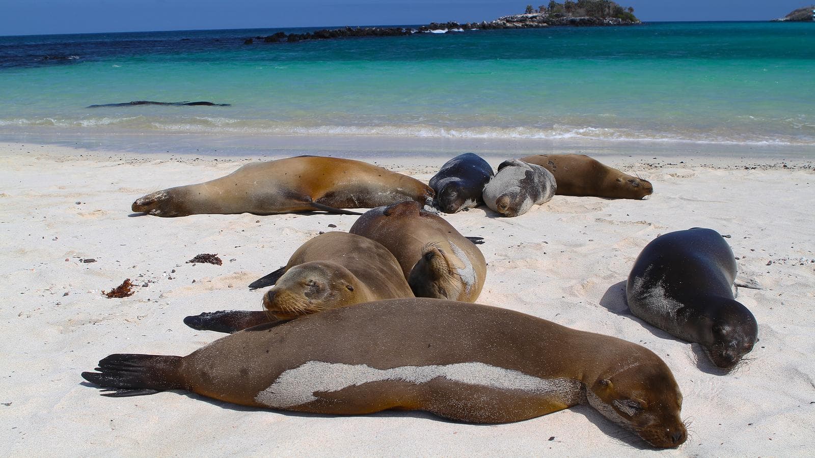 Banner image of Galápagos — West & Central Islands aboard the Eden