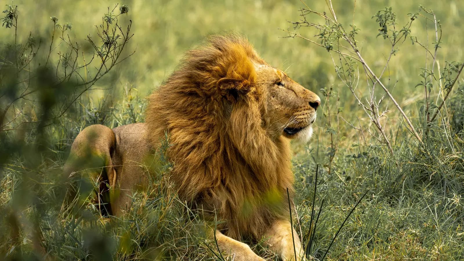 Banner image of Signature: Zimbabwe & Botswana, Wild by Nature
