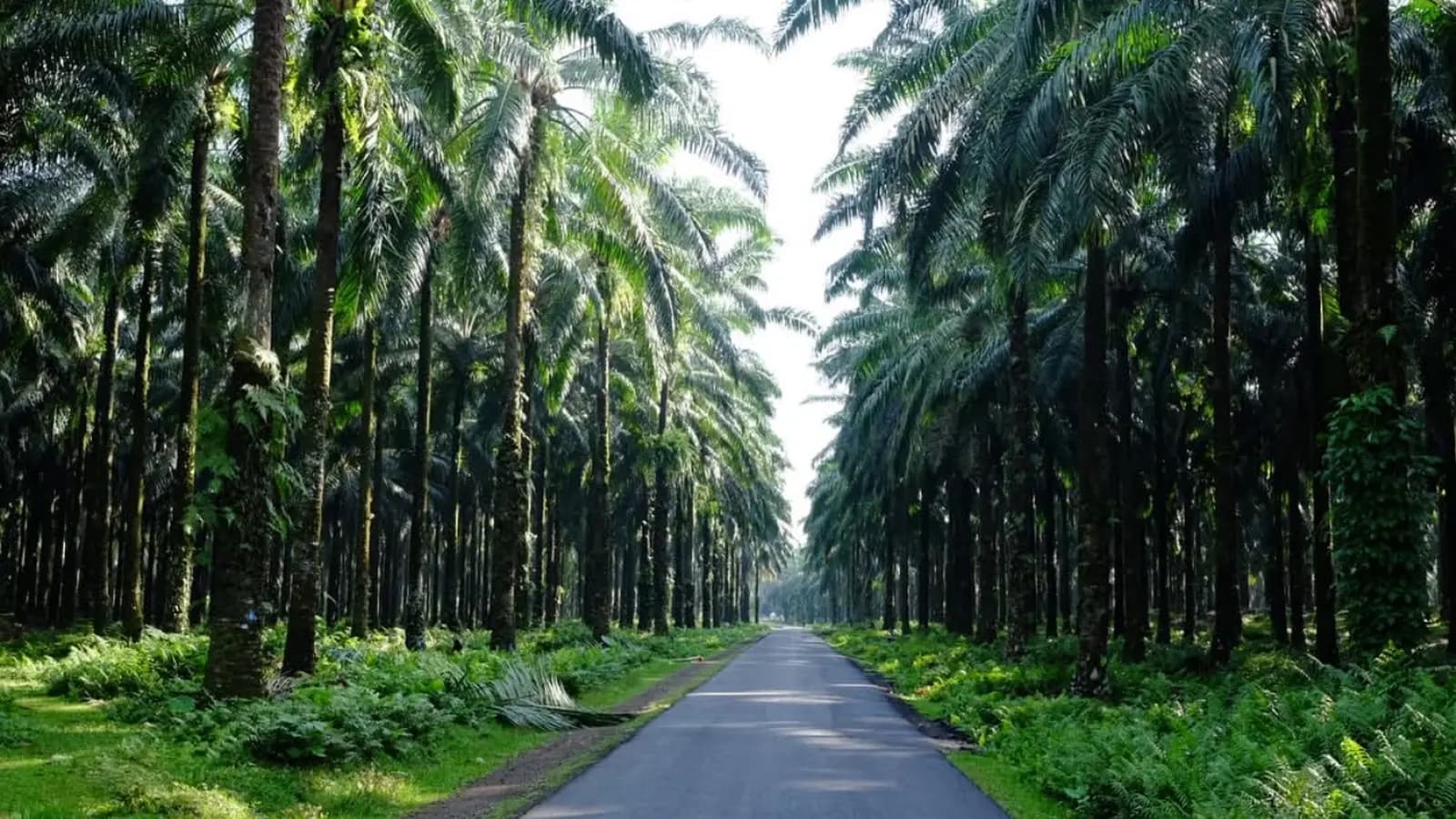 Banner image of Sumatra to Bali: Wildlife, Waves & Wilderness