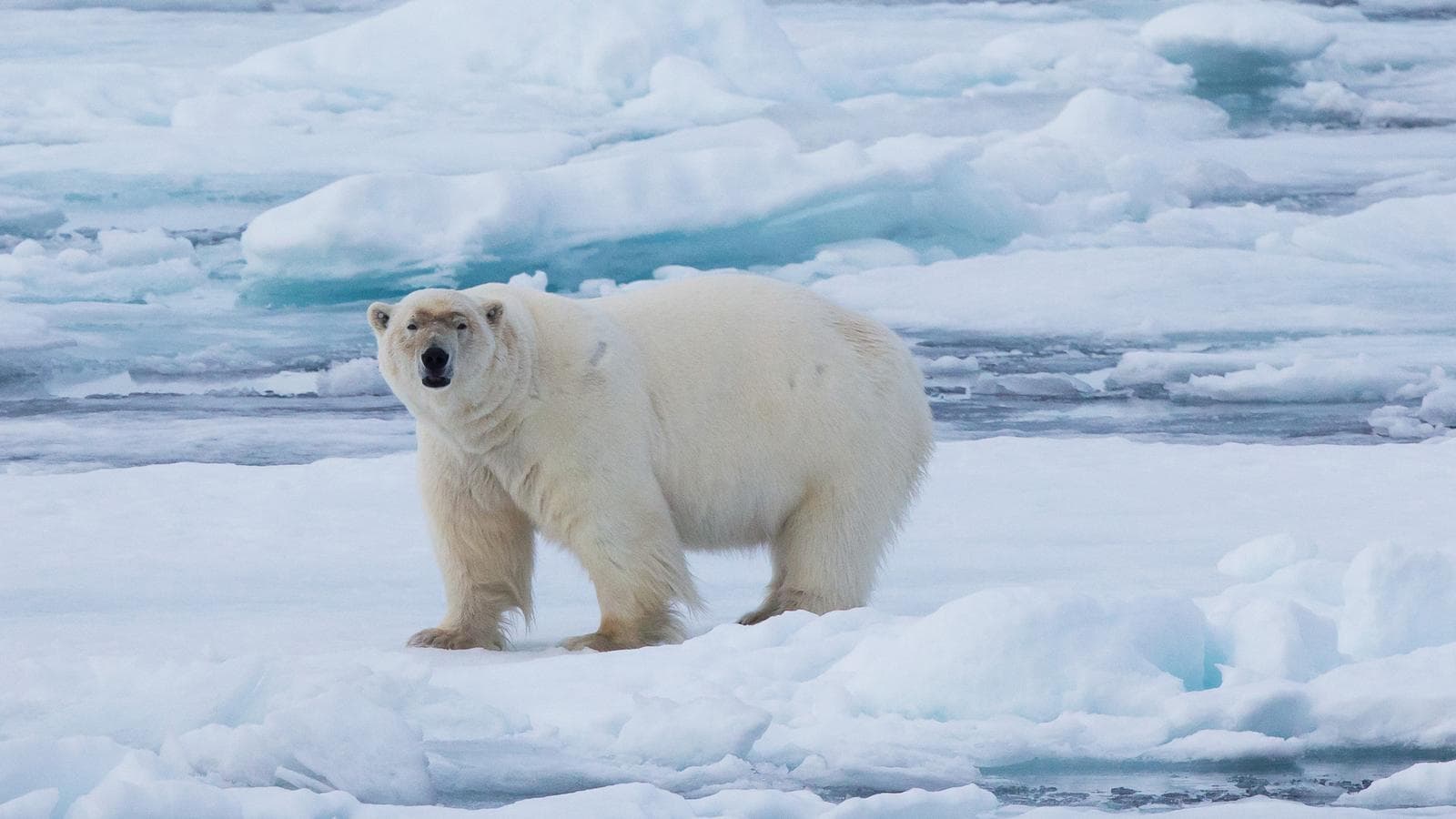 Banner image of Realm of the Polar Bear in Depth