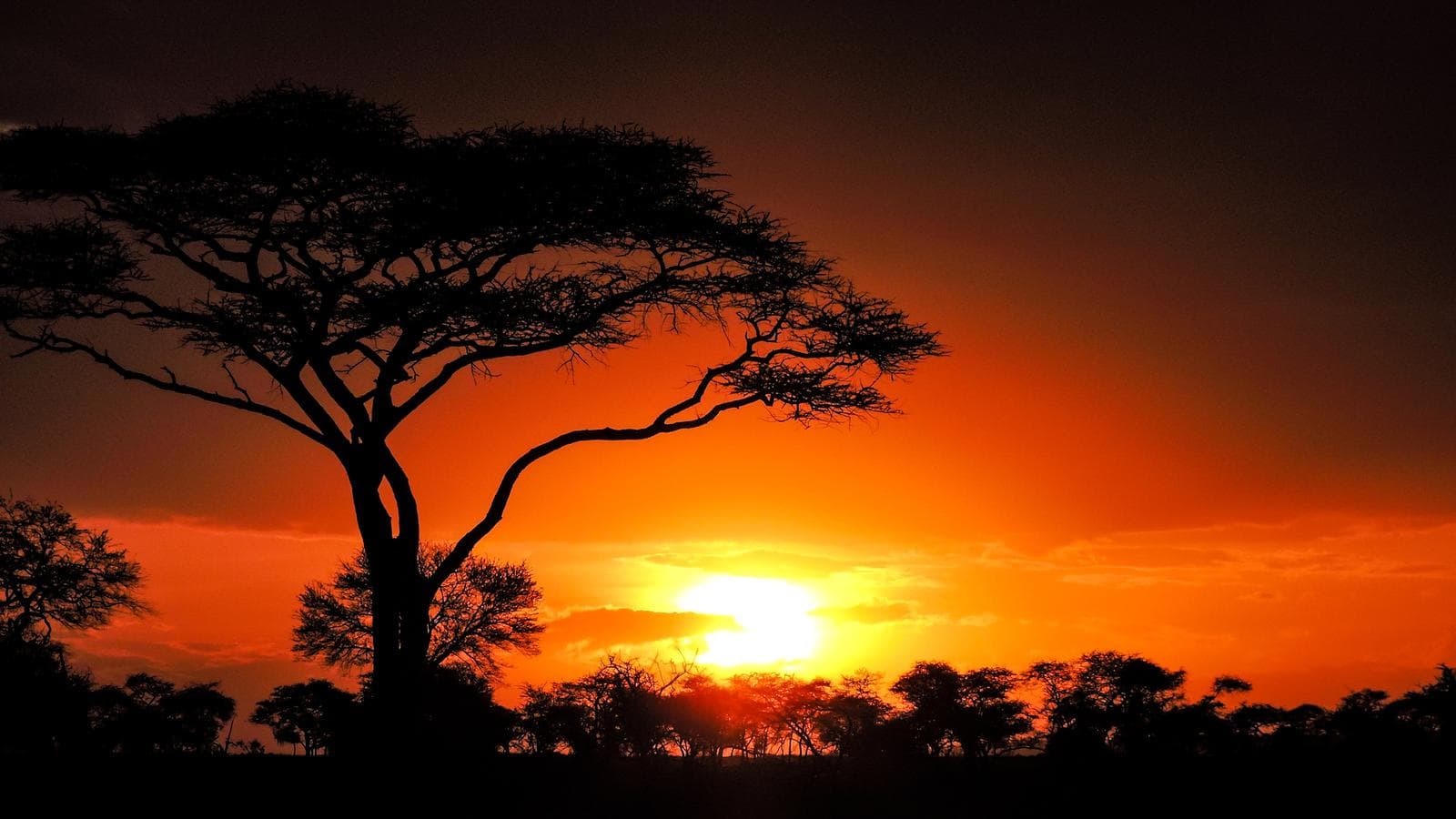 Banner image of Nairobi to Zanzibar: Serengeti & Sunsets