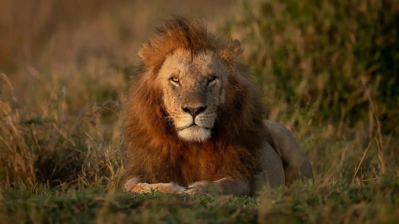 Banner image of Signature: Kenya’s Wildlife & Cultural Heritage