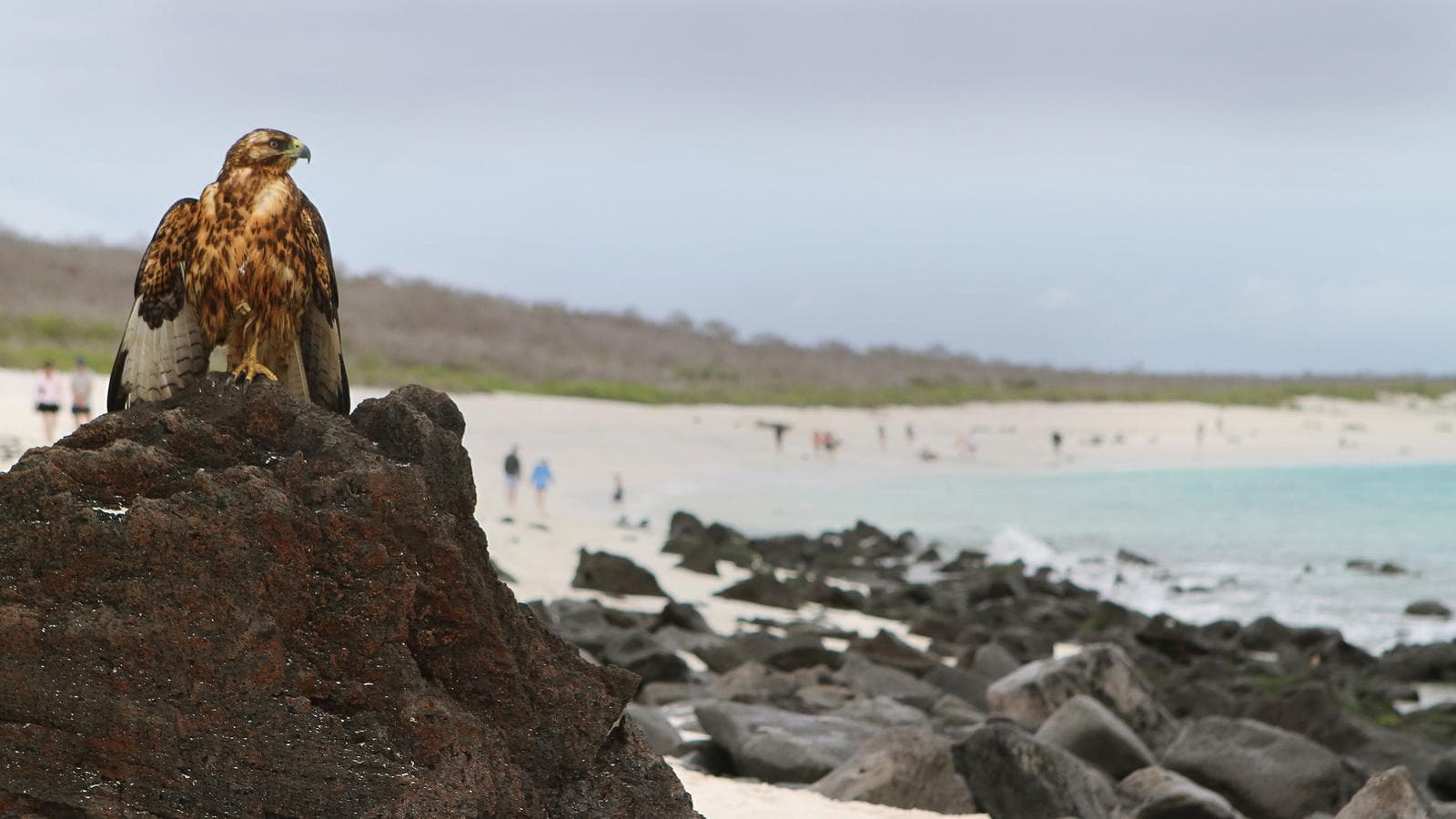 Banner image of Land Galápagos in Style Extension